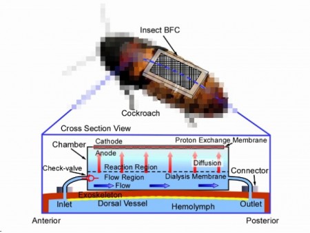 ゴキ○リを“災害ロボ”に。農工大と阪大、体液で発電する燃料電池「Insect BFC」の試作に成功