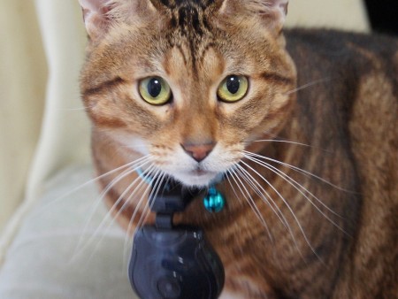 猫目線で撮れますニャ。首輪に取り付けられる小型カメラ、サンコー「ペットミタマンマカメラ」