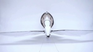 MetaFly_1024x576c