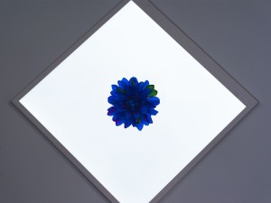 DN-915807_800x600b