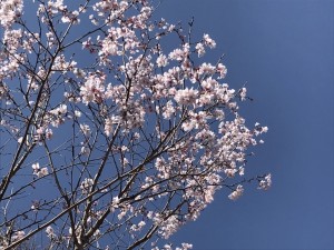 秋葉原の桜（2023年）