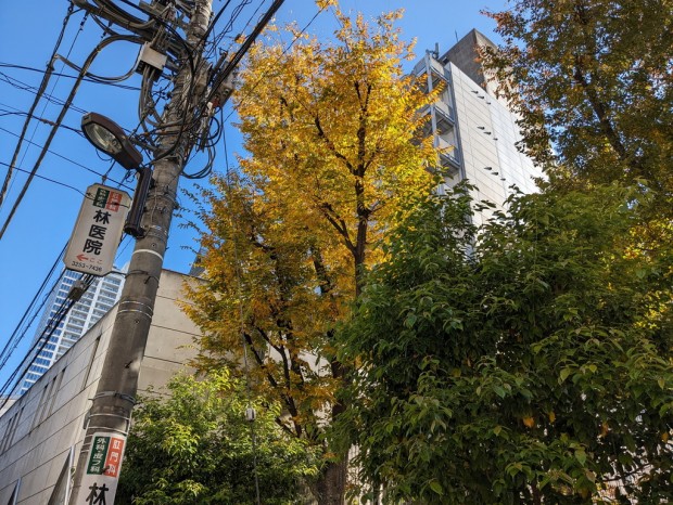 秋葉原の紅葉（2023年）