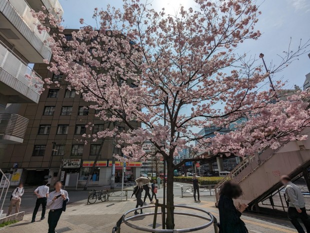 秋葉原界隈の桜（2024年）