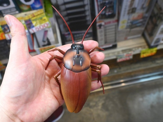 動き回るよ！ゴキブリ＆テントウムシ