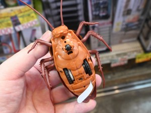 動き回るよ！ゴキブリ＆テントウムシ