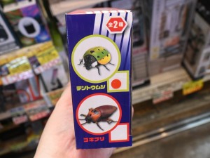 動き回るよ！ゴキブリ＆テントウムシ