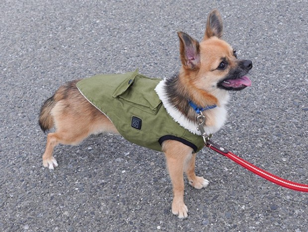 ワンだふるウォーム